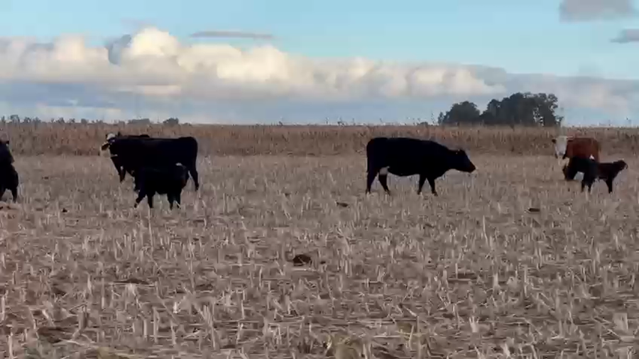Lote 70 Terneros en Buenos Aires, Pehuajó