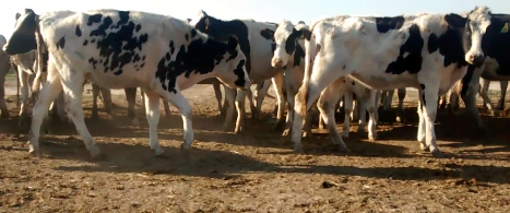 Lote 29 Vaquillonas en Rafaela, Santa Fe