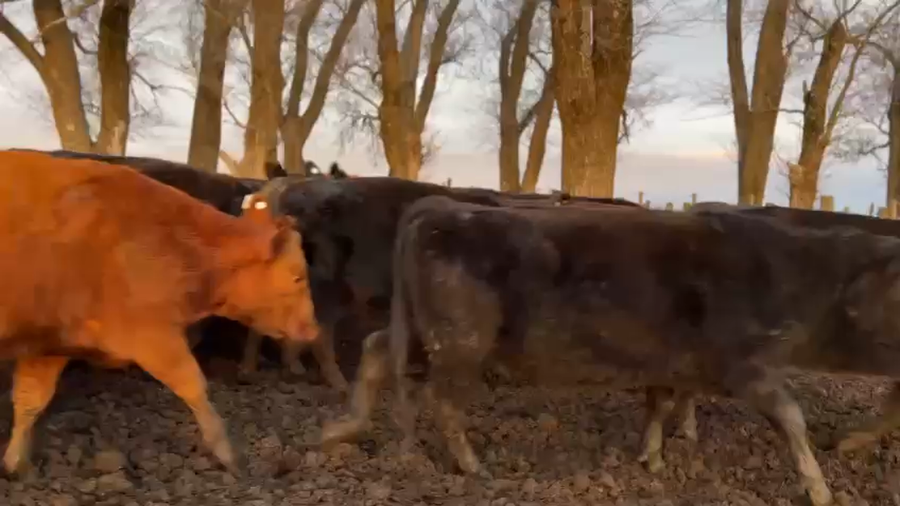 Lote Vaq preñadas coloradas generales - Breeding