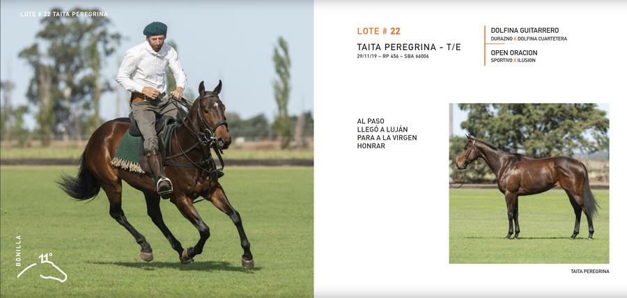 Lote TAITA PEREGRINA - T/E (DOLFINA GUITARRERO - OPEN ORACION)