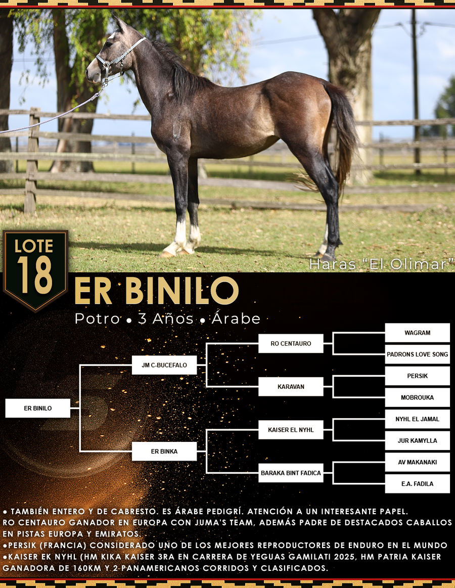 Lote ER BINILO