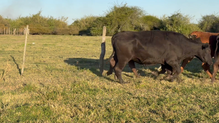 Lote 35 Vacas de invernar