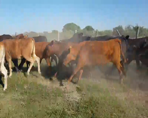 Lote 65 Terneras en Esquina, Corrientes
