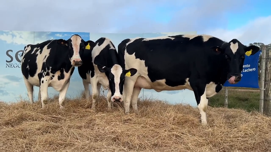 Lote VACAS PRÒXIMAS CABAÑA MANGADO