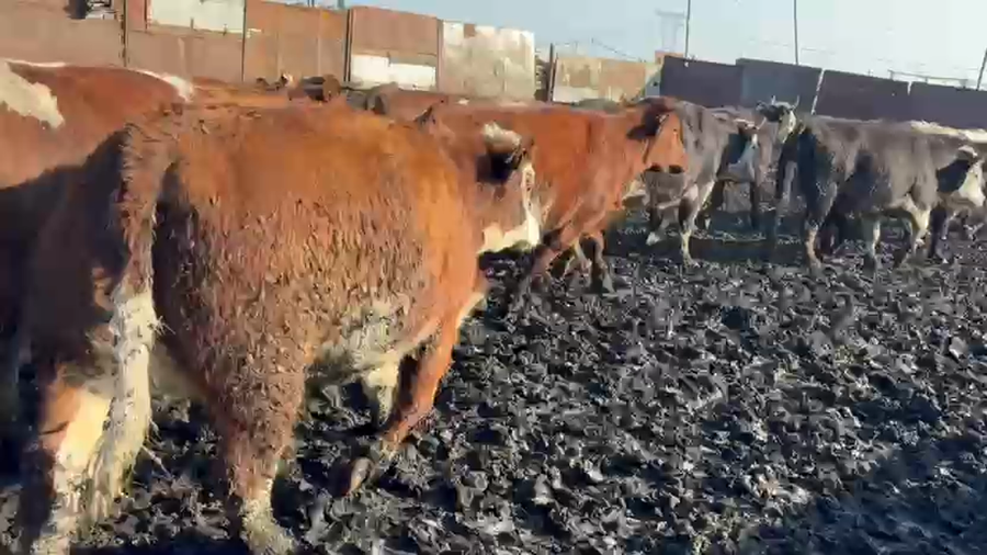 Lote 50 Vaquilla Gorda en Codegua, VI Región O-Higgins