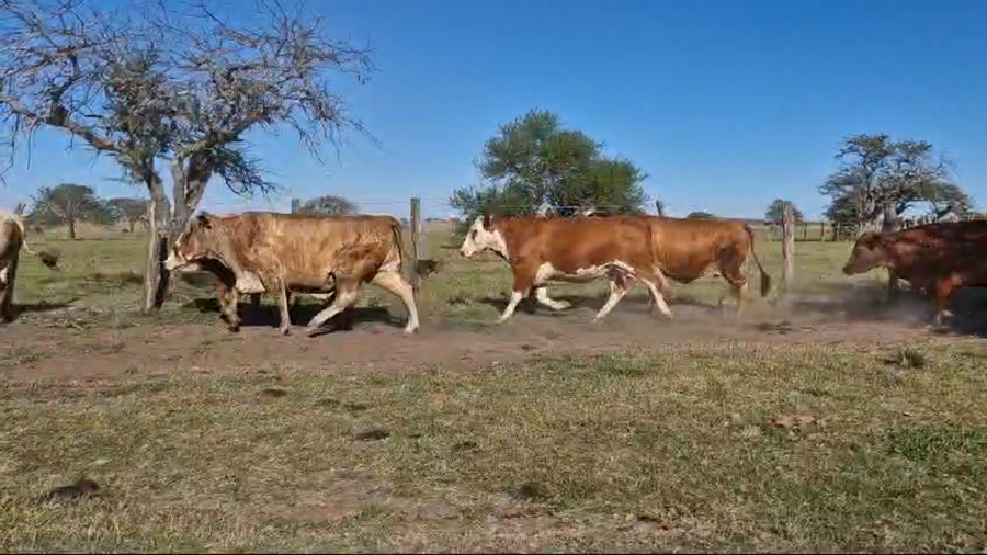 Lote 20 Vaca Consumo