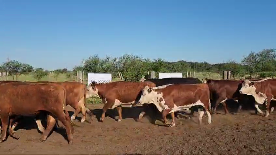 Lote 55 Novillos