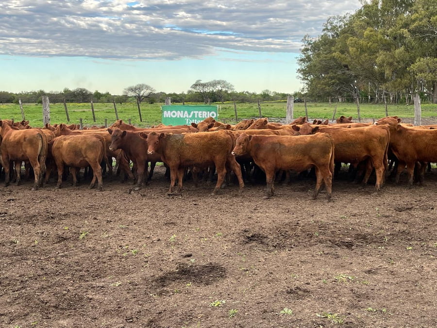Lote 70 Terneros en Entre Ríos, Villaguay
