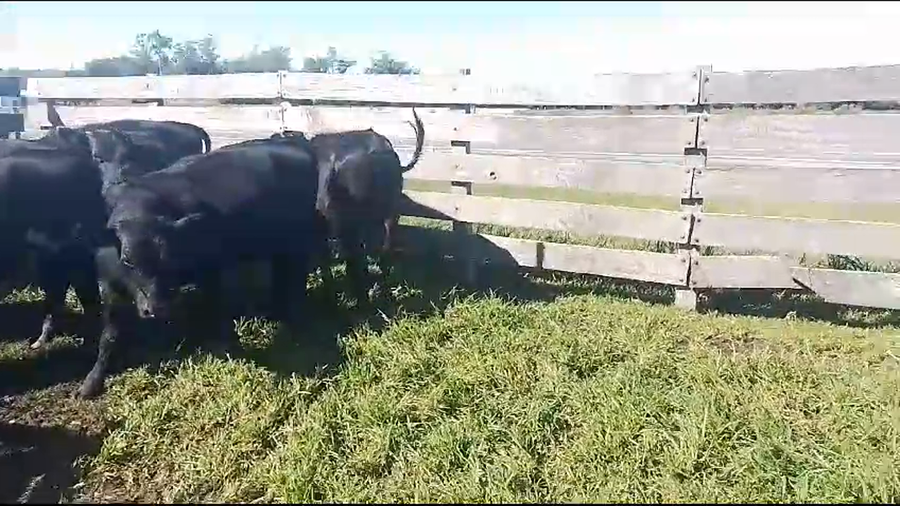 Lote 12 Terneros CR AA a remate en Pantalla Camy en Pavon