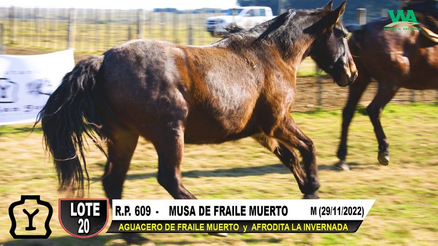 Lote MUSA DE FRAILE MUERTO
