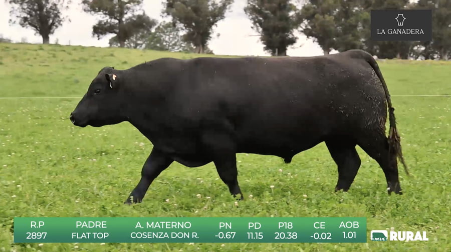 Lote Angus de La Ganadera