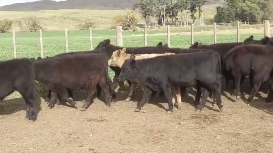 Lote 126 TERN. MACHOS Y HEMBRAS, CNEL. SUAREZ, BS. AS.