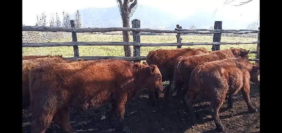 Lote 51 Ternero en Curicó, VII  Región Maule