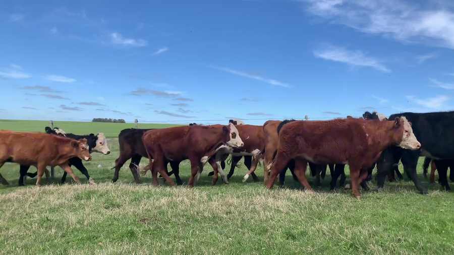 Lote 58 Vaquillonas 1 a 2 años en Otra Localidad, San José