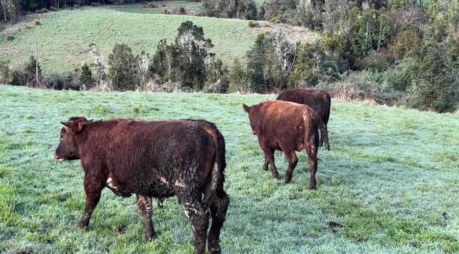 Lote 22 Ternero en Ancud, X Región Los Lagos