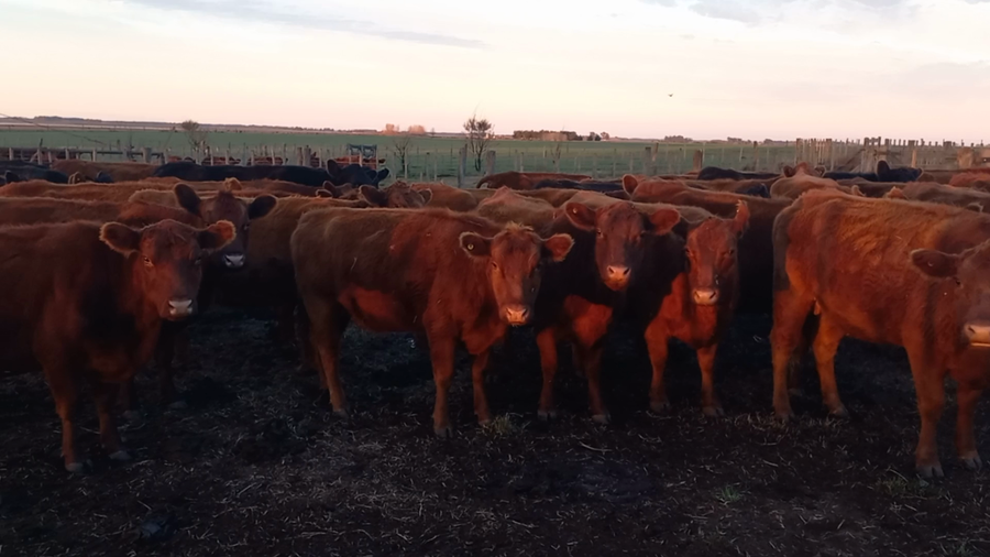 Lote 8 Vacas medio uso en Daireaux