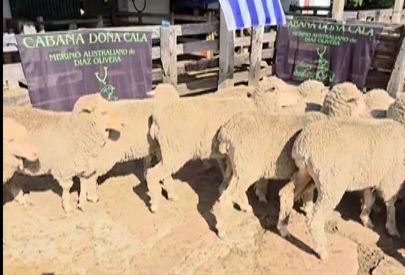 Lote BORREGAS DL/2D MO