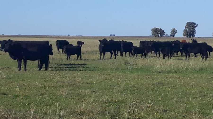 Lote 70 Terneras en Gral. Lamadrid, Buenos Aires