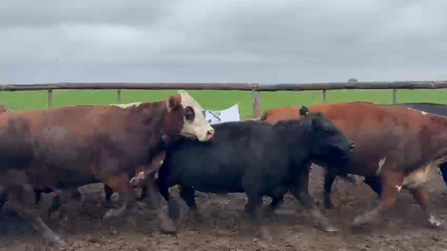 Lote 100 Vacas faena en Córdoba, Transito