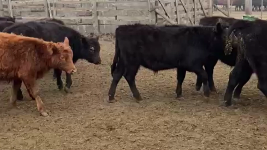 Lote 68 TERNS. MACHOS, OLAVARRÍA, BS. AS.