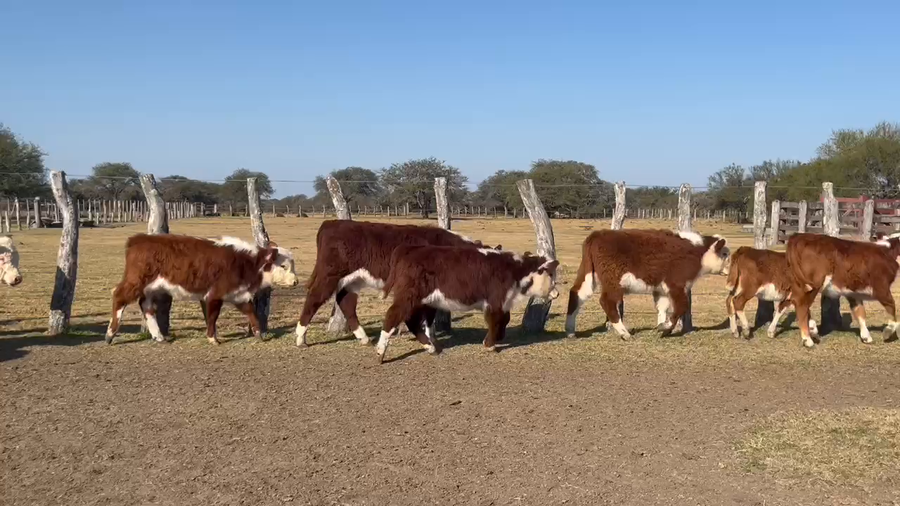 Lote 93 Terneros/as en Corrientes, Curuzú-Cuatiá