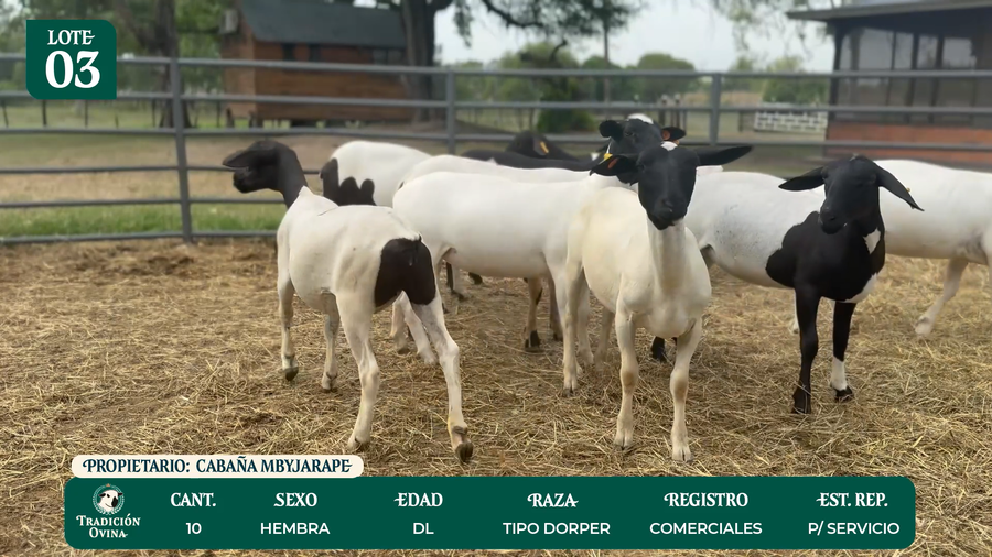 Lote LOTE 3 - POR PANTALLA