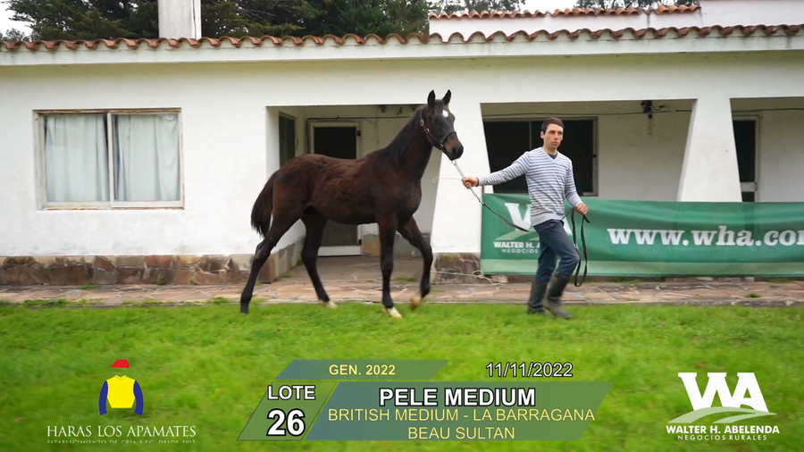 Lote PELE MEDIUM
