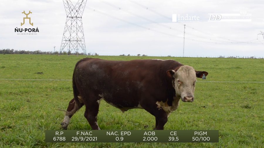 Lote Toros a remate en Remate anual Ñu Porá 2023, Paysandú