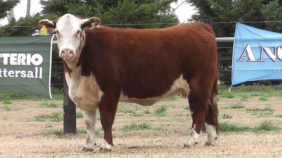 Lote VAQ.  P. HEREFORD PREÑADAS PARICION PRIMAVERA