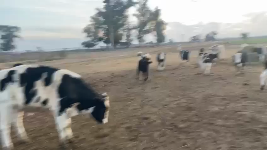 Lote 25 Terneros/as Holando Argentino en Los Chañaritos, Córdoba
