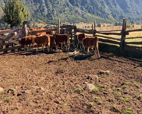 Lote 12 Ternero en Aysén, XI Región Aysén