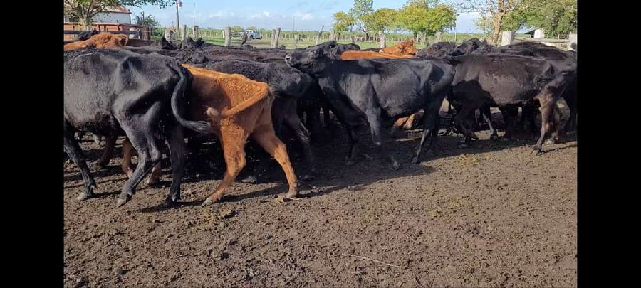 Lote 30 Vacas de invernar en Villaguay, Entre Ríos
