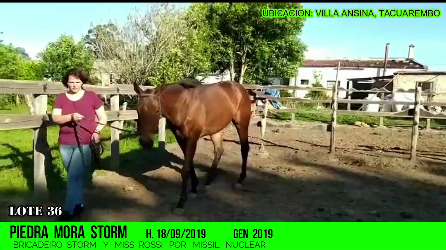 Lote PIEDRA MORA STROM (no va a venta)
