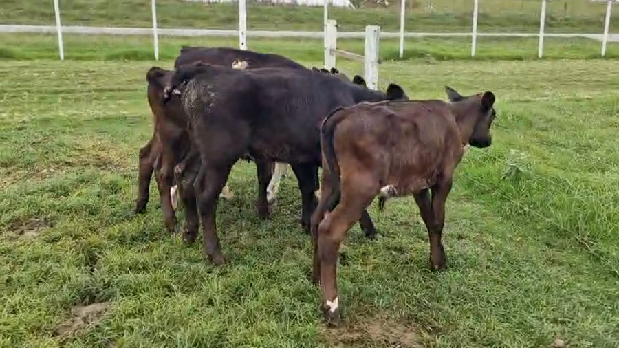 Lote 5 Terneros a remate en Pantalla Camy 90kg - , San José