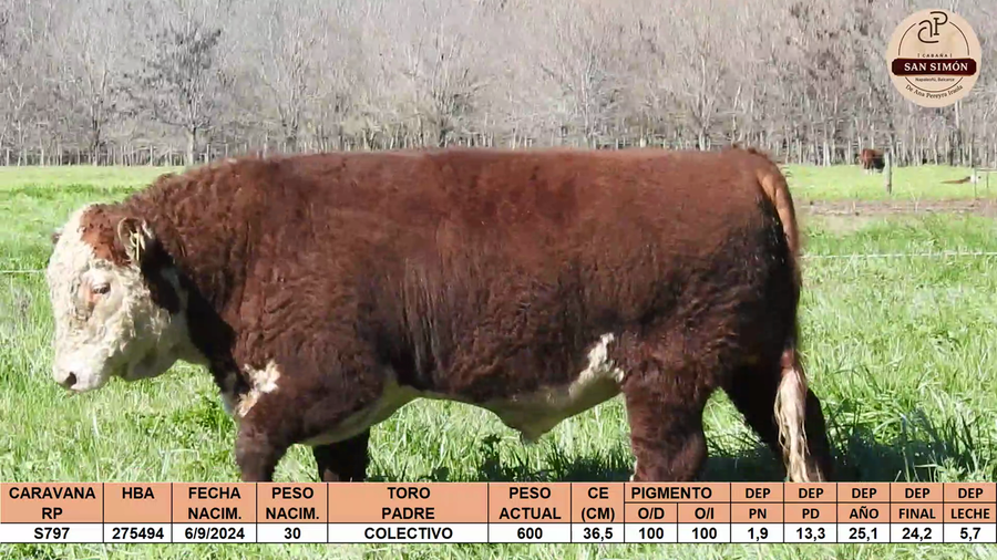 Lote TOROS PUROS REGISTRADOS "SAN SIMON"