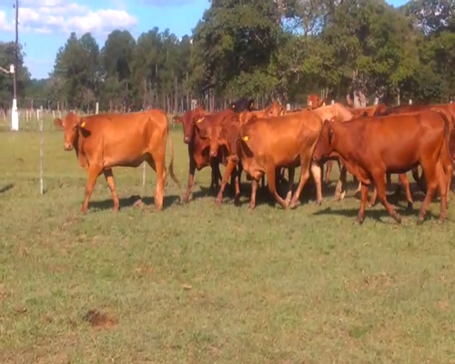 Lote 36 Vaquillonas en Ituzaingó, Corrientes