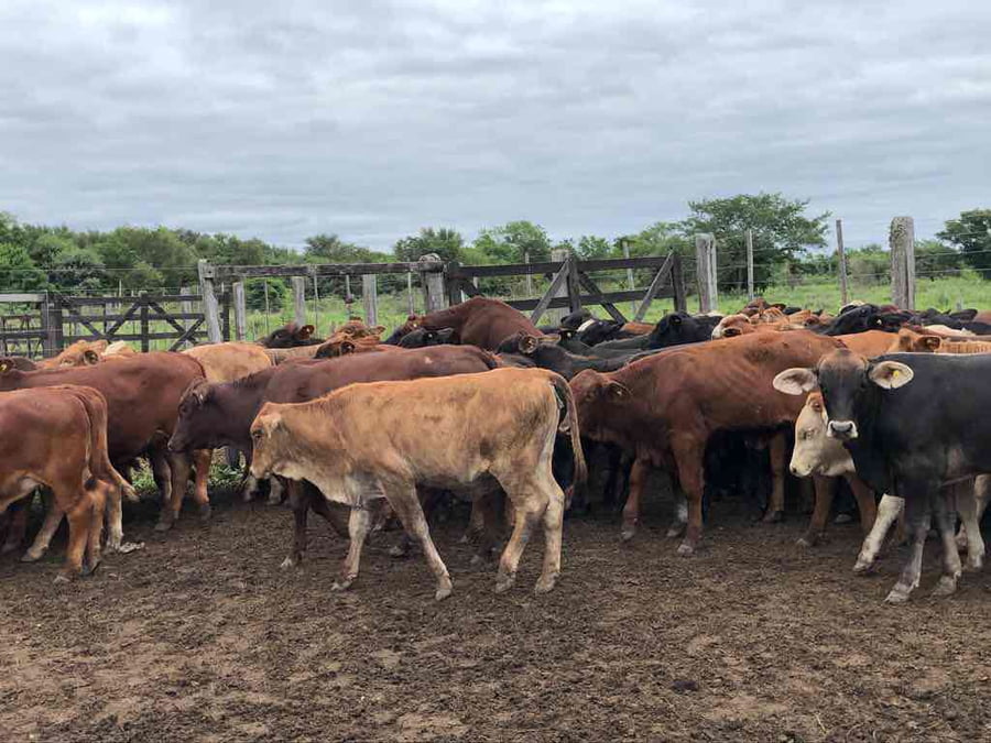 Lote 115 Terneros/as en Misión San Fco., Formosa