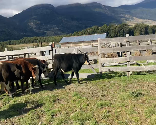 Lote 39 Novillo Engorda en Chile Chico, XI Región Aysén