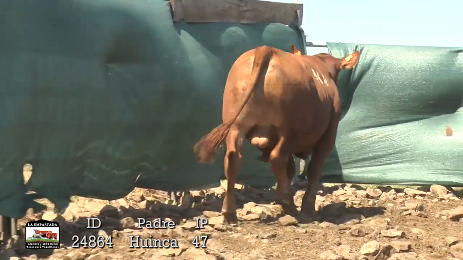 Lote 3 Toros a remate en Cabaña La Empastada, Artigas