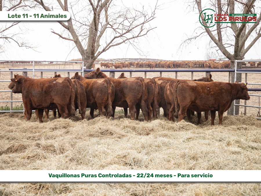 Lote VAQUILLONAS PURAS CONTROLADAS