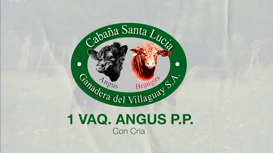 Lote 2 Vaquillonas PP en Corrientes, Curuzu Cuatia