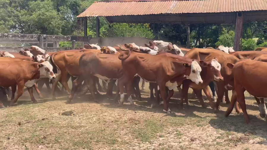 Lote 90 Vaquillonas en Ituzaingó, Corrientes