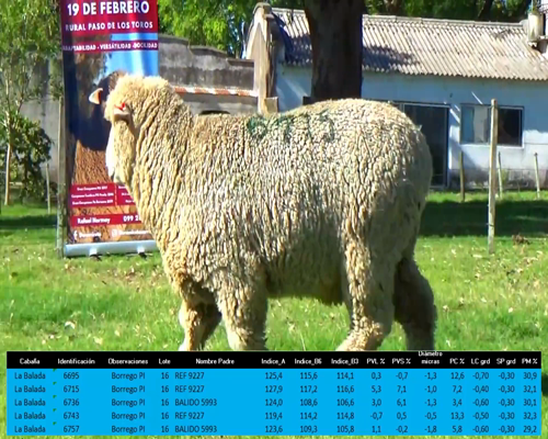 Lote 5 Borregos a remate en La Señal del Futuro , Tacuarembó