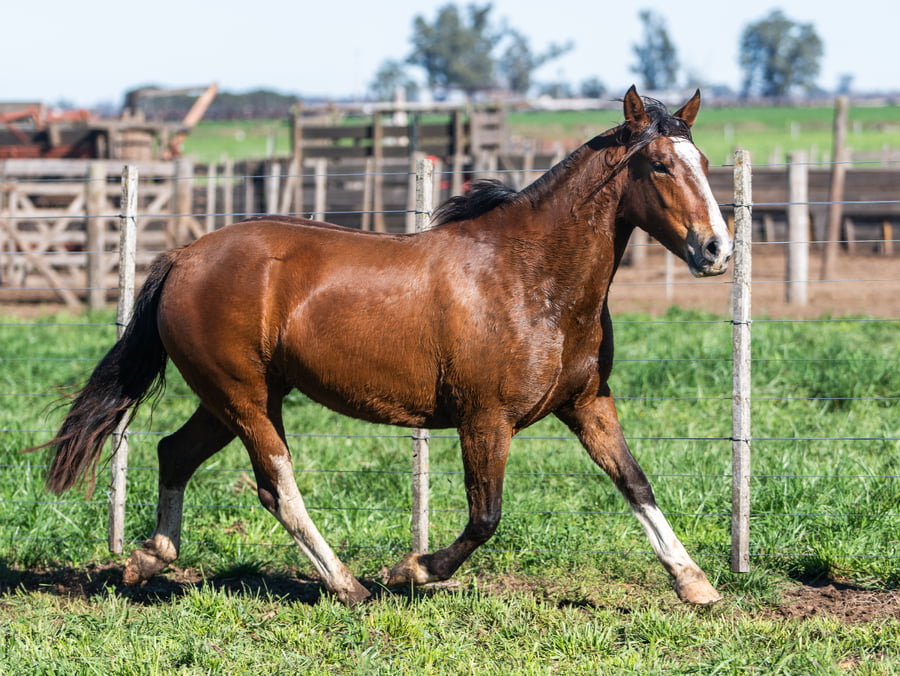 Lote CHACRA VIEJA EQUIVOCADA