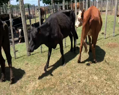 Lote 7 Vacas de Invernada en Cerro Largo, Cerro Largo