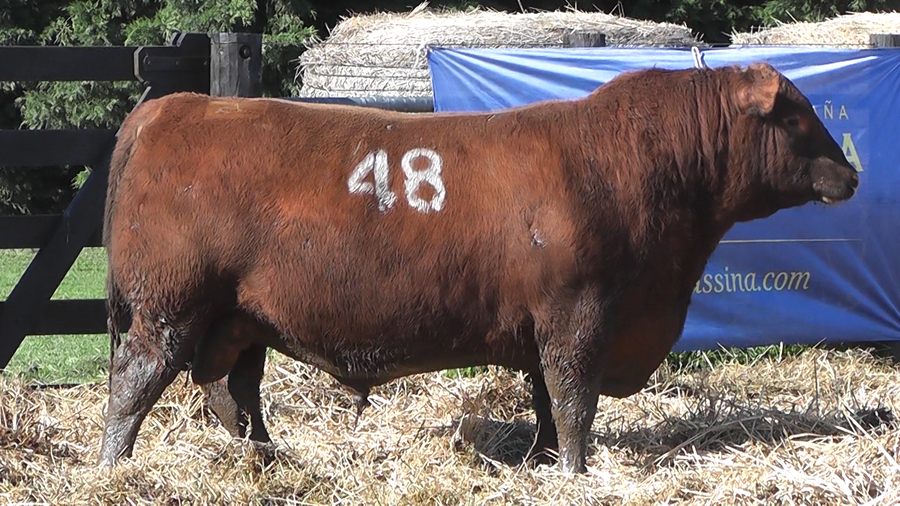 Lote TOROS ANGUS PURO CONTROLADO