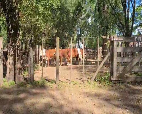 Lote 5 Novillitos en Gral. Lamadrid, Buenos Aires