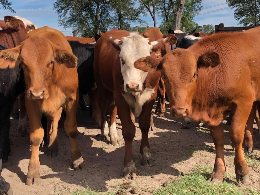 Lote 110 Terneros/as en Pto. Eva Perón, Chaco