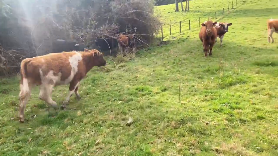 Lote 50 Ternero en Puerto Montt, X Región Los Lagos