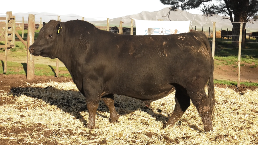 Lote TOROS PUROS CONTROLADOS